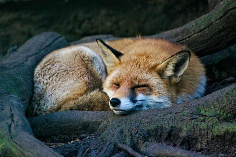 A red fox curled up in roots, one of the six exotic animals that are legal to own in Utah