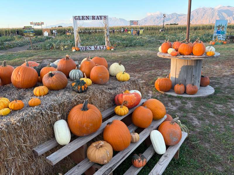 A pumpkin patch at Glen Ray's farm in Utah
